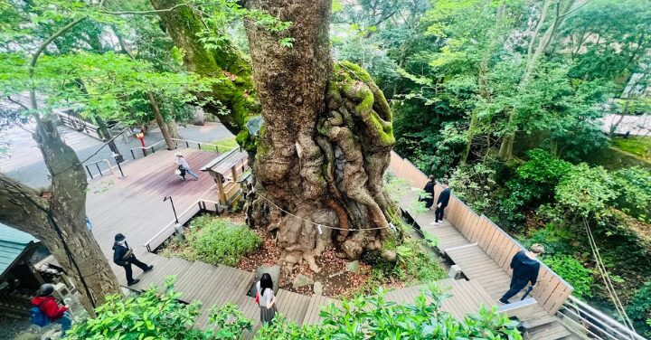 来宮神社 願いが叶った