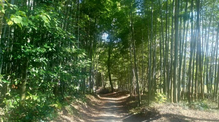 破磐神社 われ岩