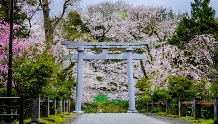弥彦神社なぜ有名